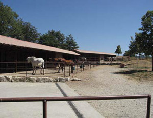 Study horses in Tuscany